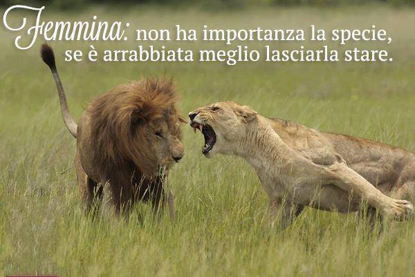 Immagine Divertente - 28/05/2013